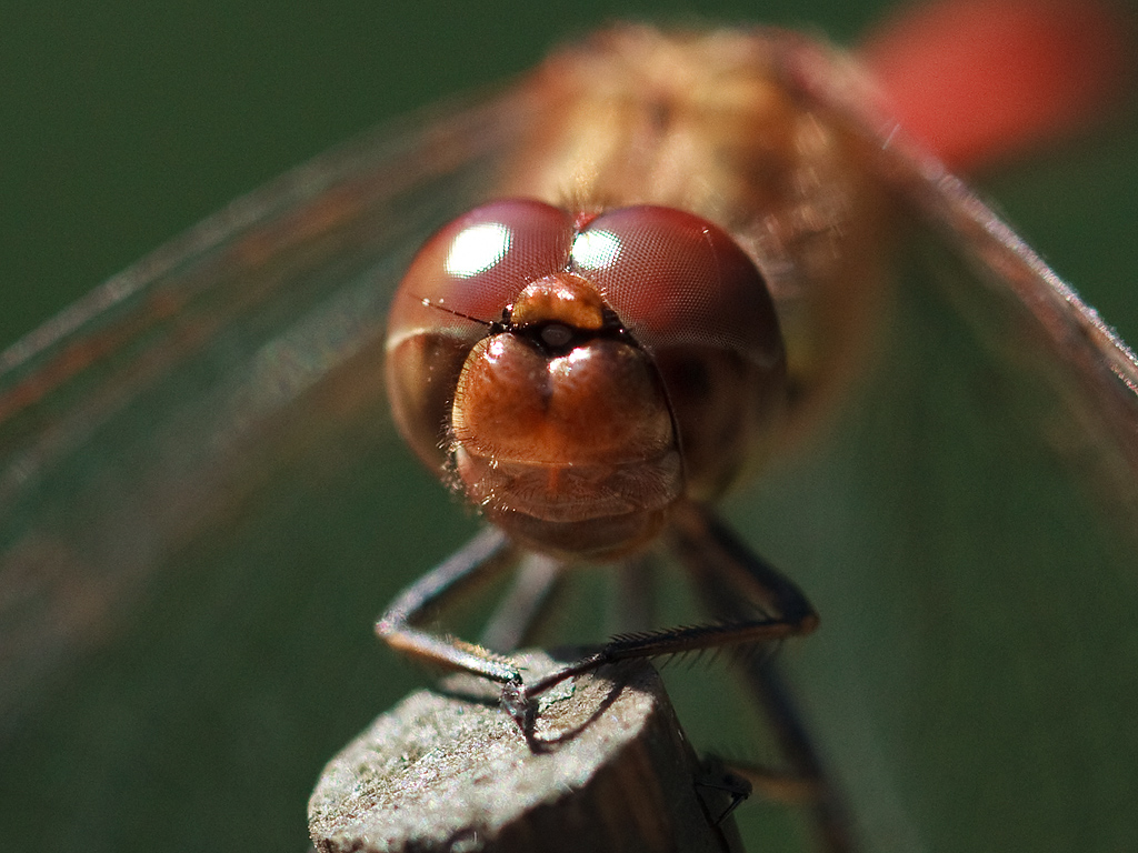 Sympetrum striolatum Bruinrode heidelibel Common darter